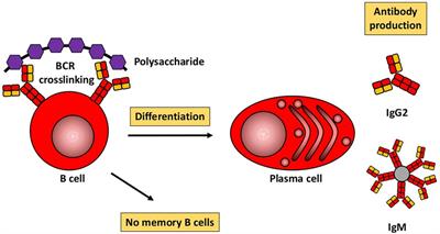 Monogenic Inborn Errors of Immunity with impaired IgG response to polysaccharide antigens but normal IgG levels and normal IgG response to protein antigens